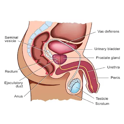 Seminal Vesicle