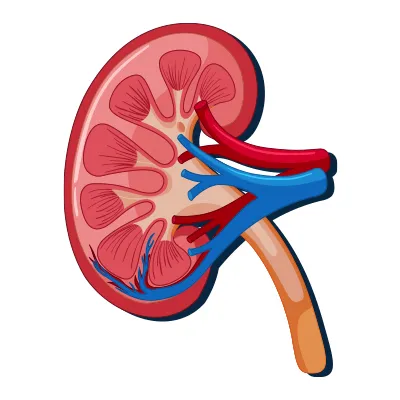 Kidney