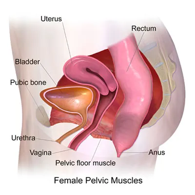 Pelvic Floor