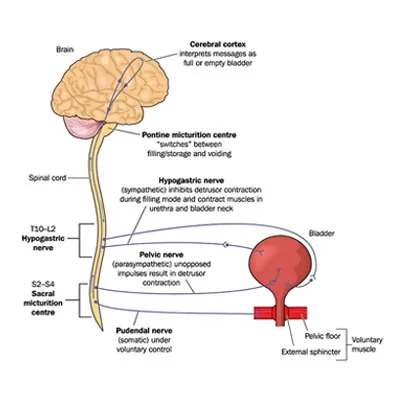 Urinary Problems