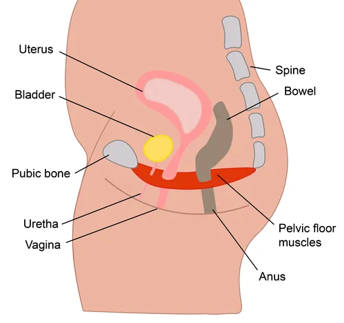 Pelvic Floor