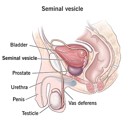 Seminal Vesicle