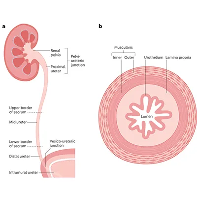 ureter