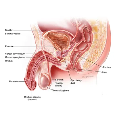 Urinary Problems